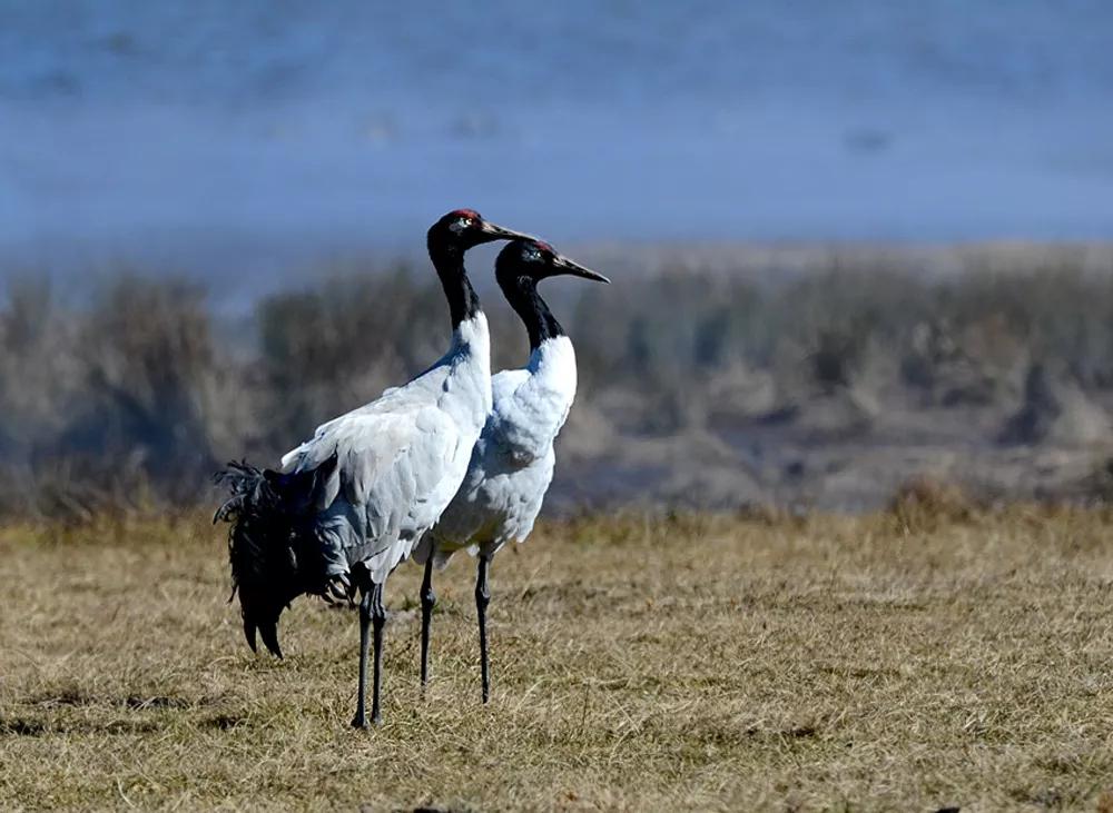 动物千姿百态,动物园的动物千姿百态