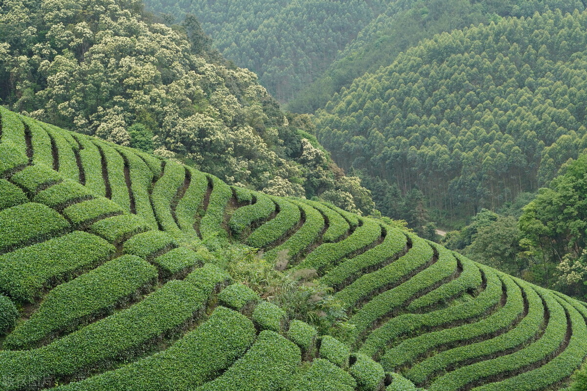 谷雨茶什么样,谷雨茶什么牌子好喝一点