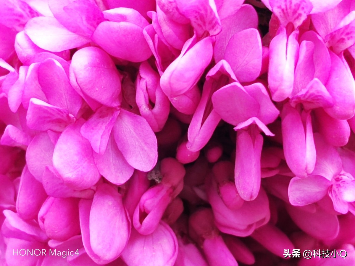 荣耀magic4pro对比荣耀magic3pro,荣耀magic4手感比x80好