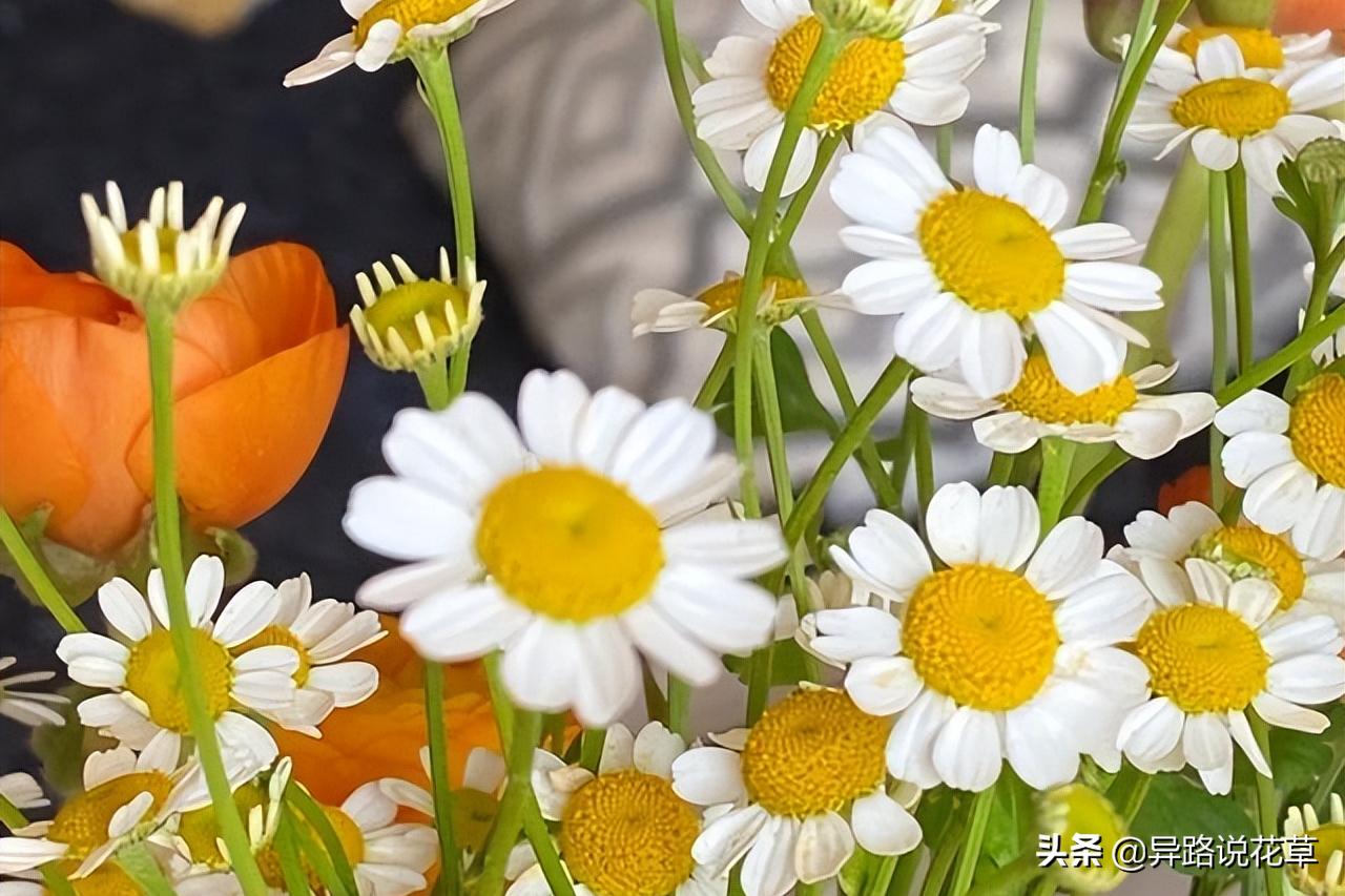 洋甘菊花骨朵,洋甘菊花语逆境生长