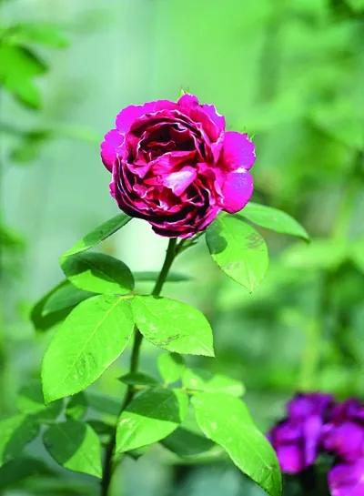 月季美图100张,月季花唯美高清图片大全