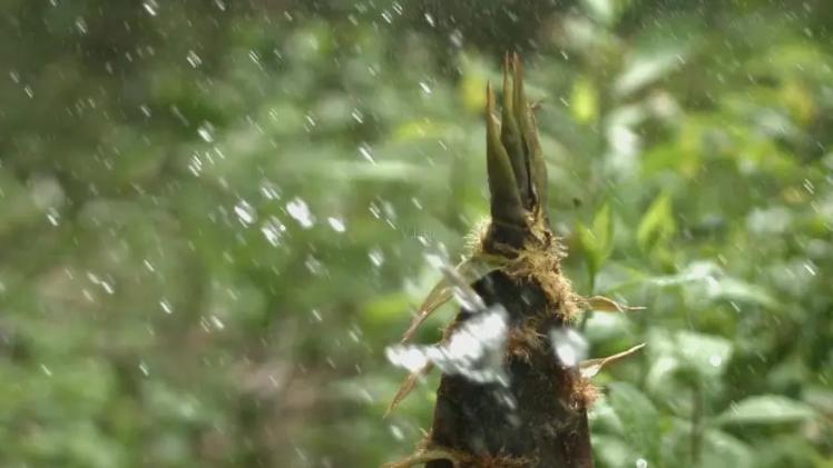 初夏新笋,关于竹笋的诗词8首