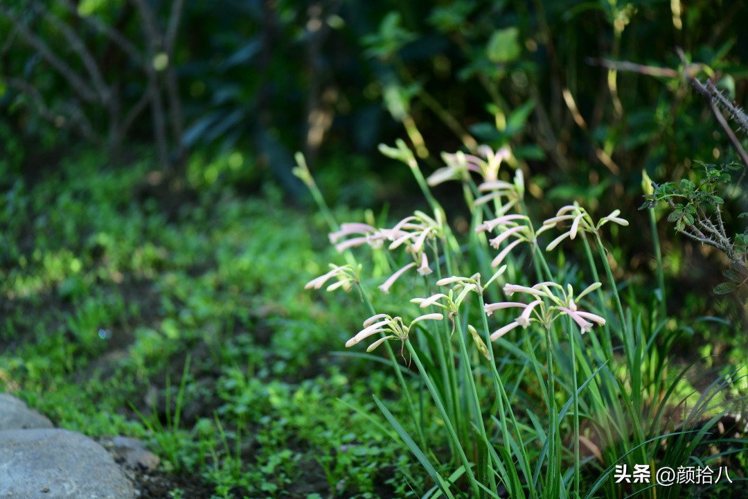 流放到菜地的花儿们，尽情绽放吧，不管在哪里｜园丁