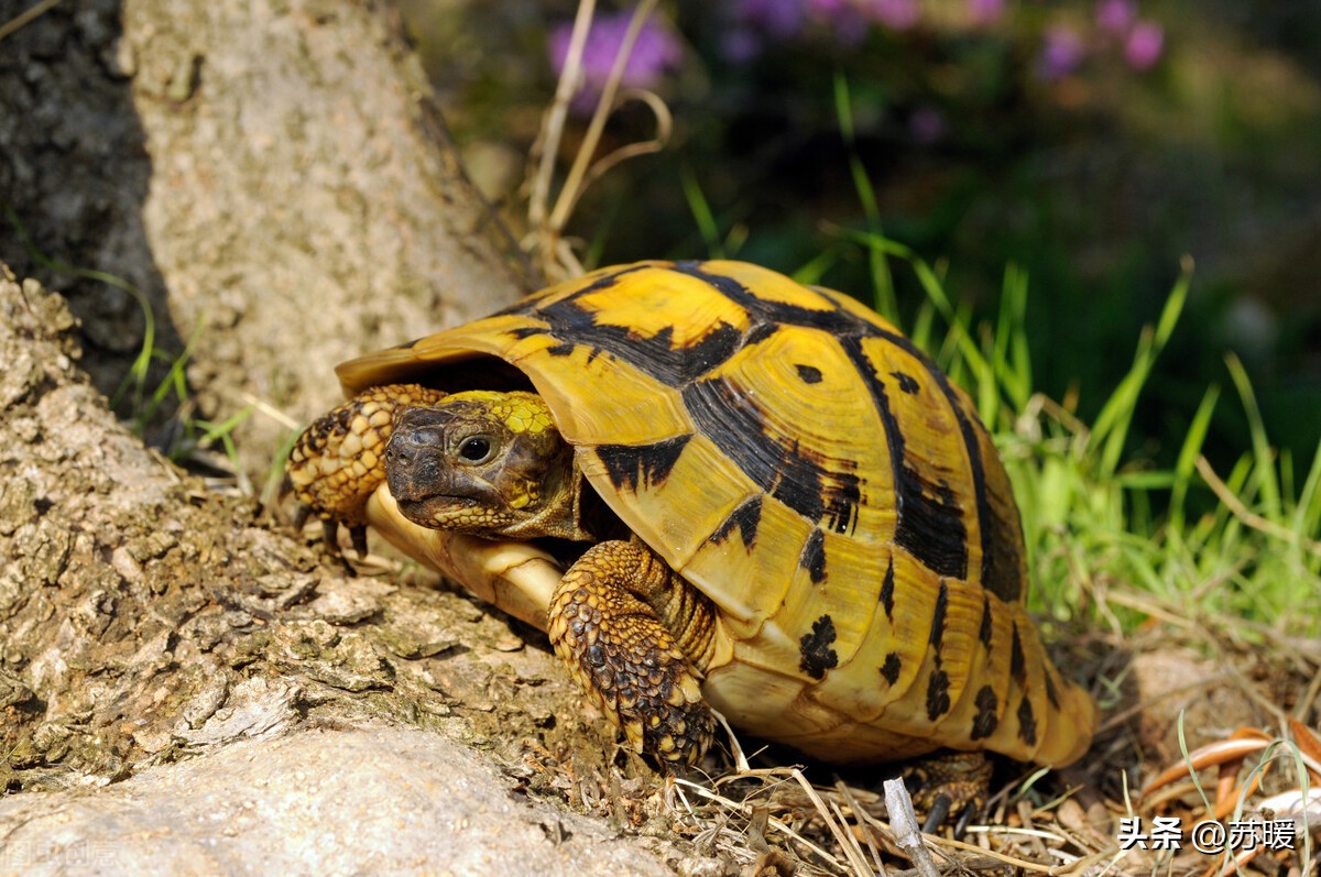 龟龟马上就要冬眠了，选择哪种冬眠方式比较好？