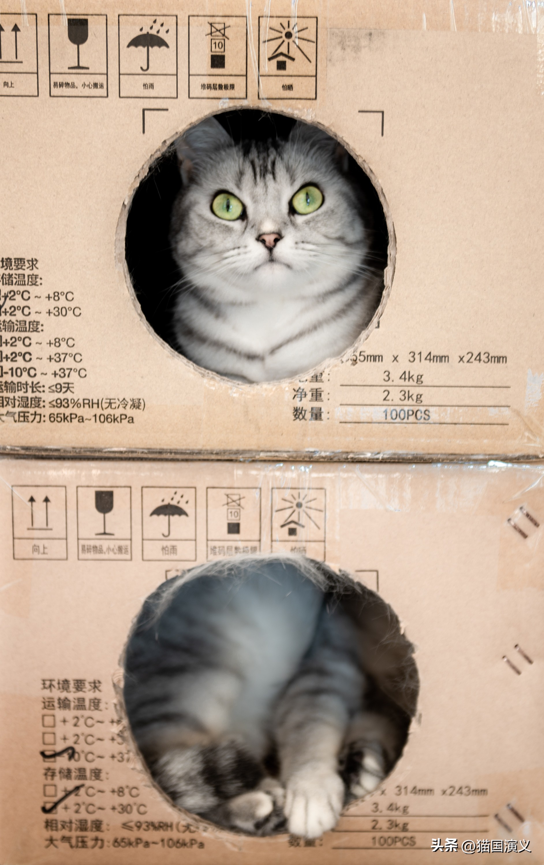 怎么让猫咪熟悉自己的猫窝 (猫咪适合什么样的猫窝)