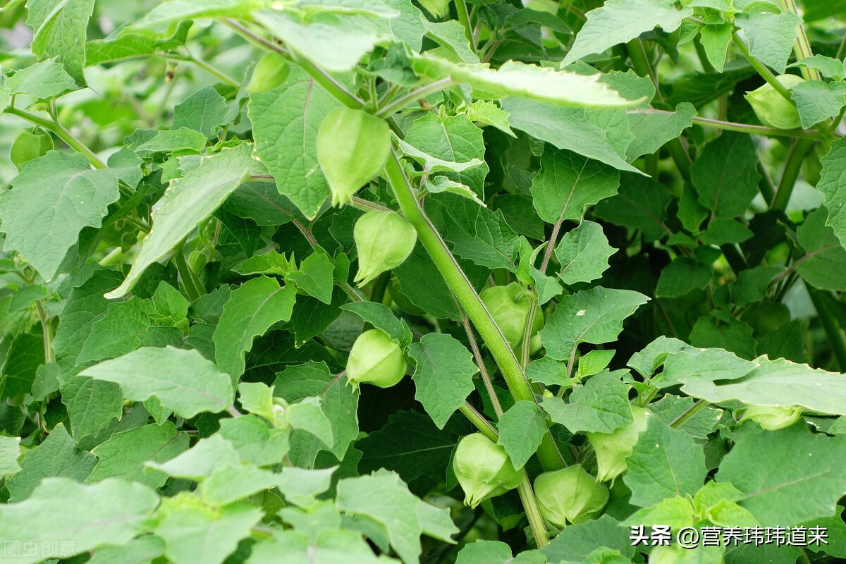 <html>
<head><title>502BadGateway</title></head>
<body>
<center><h1>502BadGateway</h1></center>
<hr><center>nginx</center>
</body>
</html>
<!--apaddingtodisableMSIEandChromefriendlyerrorpage-->
<!--apaddingtodisableMSIEandChromefriendlyerrorpage-->
<!--apaddingtodisableMSIEandChromefriendlyerrorpage-->
<!--apaddingtodisableMSIEandChromefriendlyerrorpage-->
<!--apaddingtodisableMSIEandChromefriendlyerrorpage-->
<!--apaddingtodisableMSIEandChromefriendlyerrorpage-->
