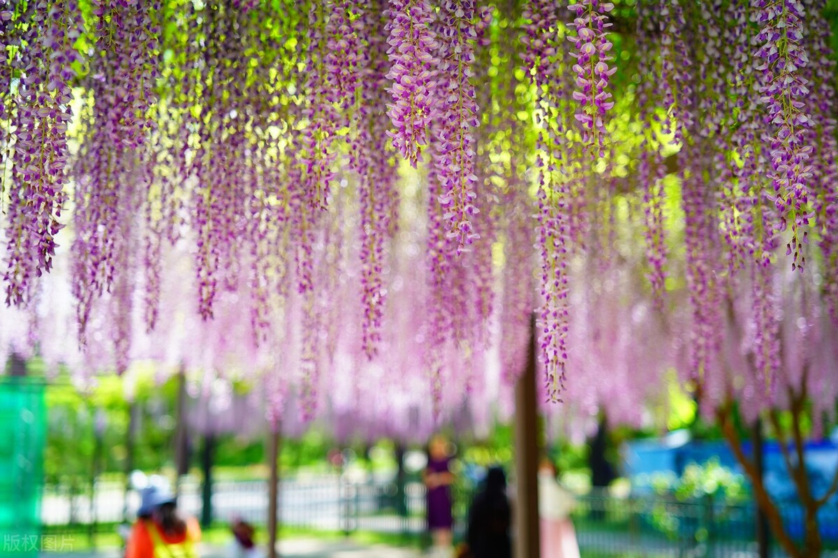 人间最美五月天春季赏樱正当时,5月北京三大赏花公园