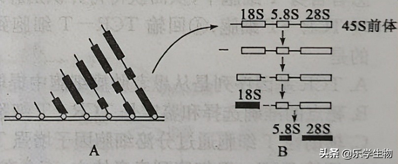 2024届高三生物模拟试题新高考,t8联考2022届第二次联考生物答案