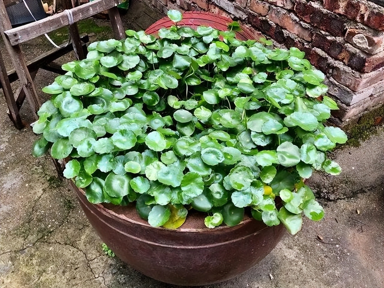 适合懒人在家养的10种花,户外适合懒人养的10种花