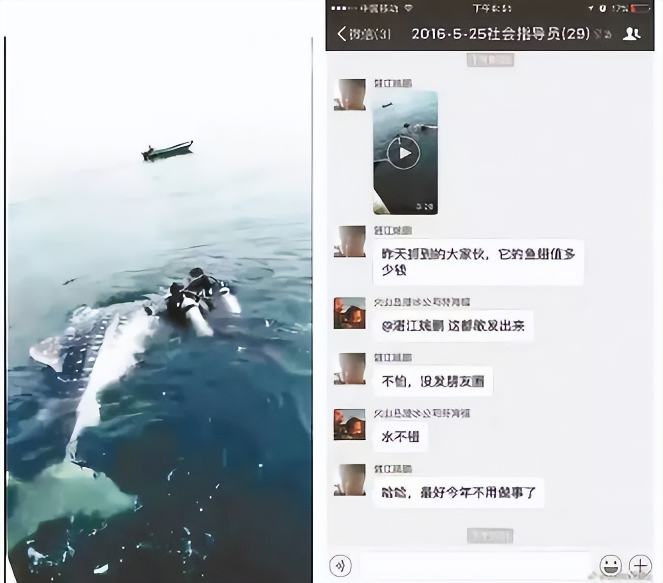 生态头条|地球上现存最大的鱼正在因与船只碰撞走向消亡？