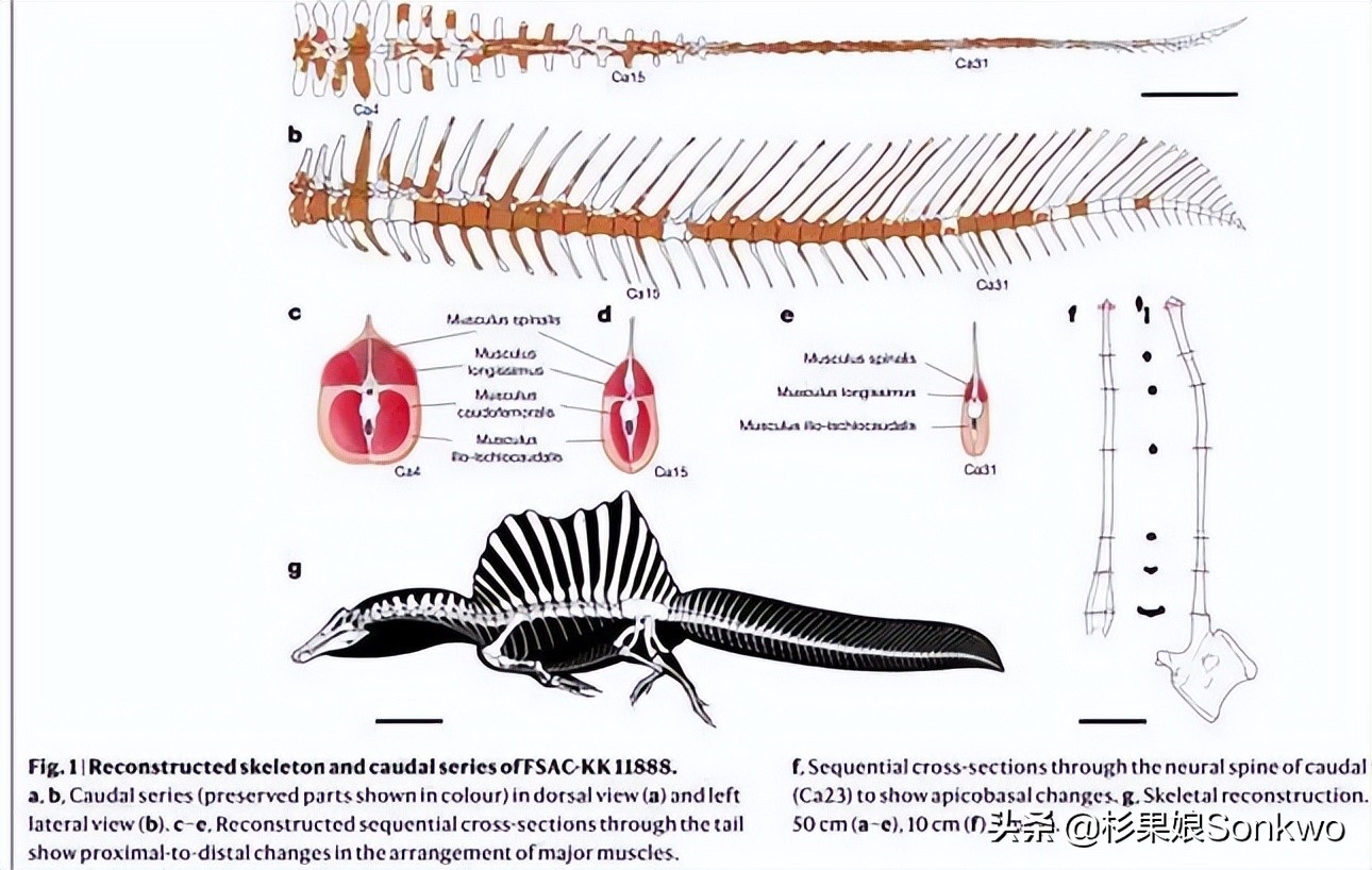 侏罗纪世界进化2水生恐龙解锁,侏罗纪世界进化2全图鉴恐龙解锁