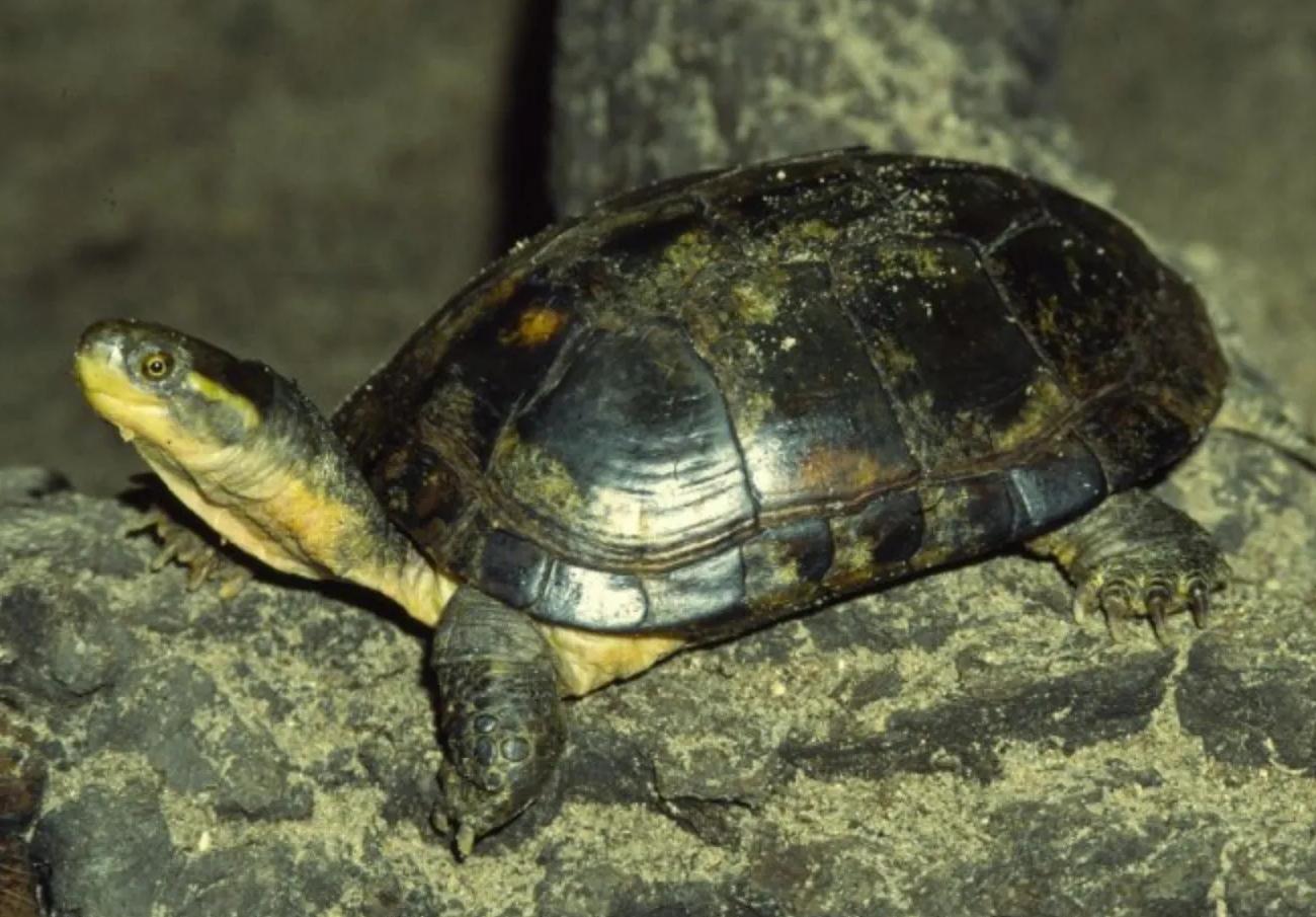 男子养天价乌龟一只龟能卖100,卖乌龟年入20万