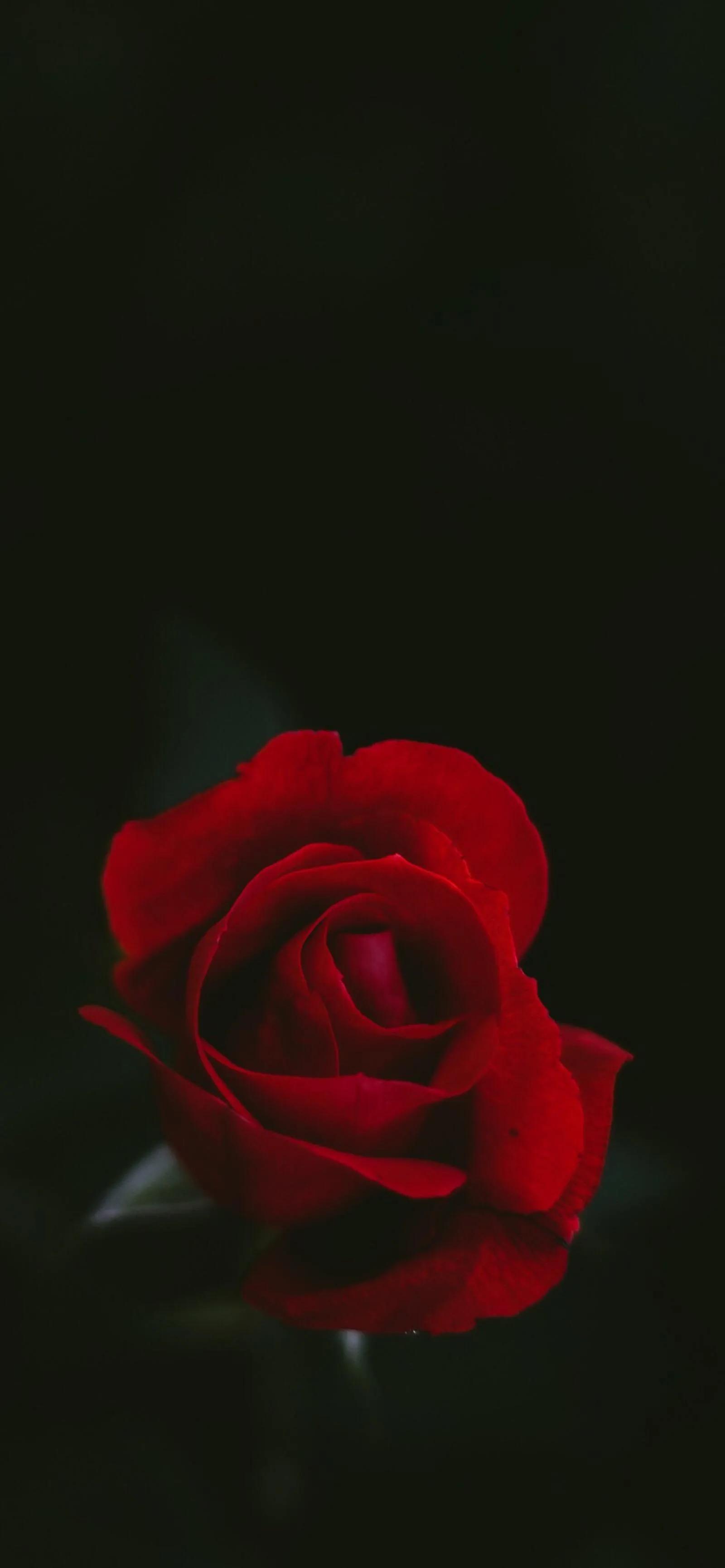 520浪漫玫瑰花壁纸,红玫瑰花壁纸大图