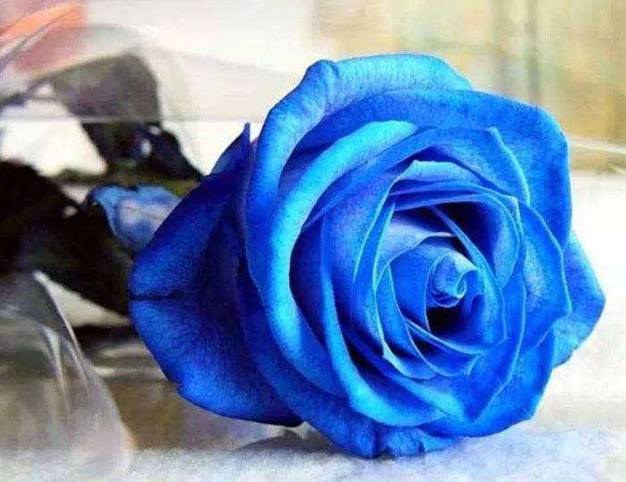 蓝颜知己到底是什么意思,男人的蓝颜知己和女人的蓝颜知己