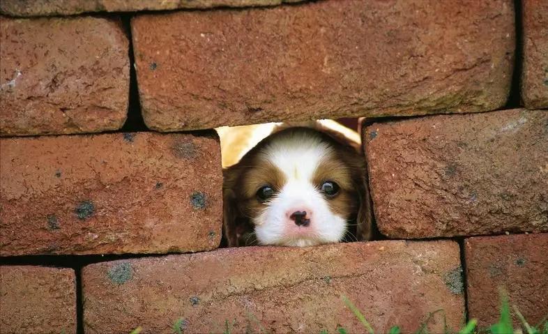 母狗和公狗养着有什么区别,母狗性格弱点