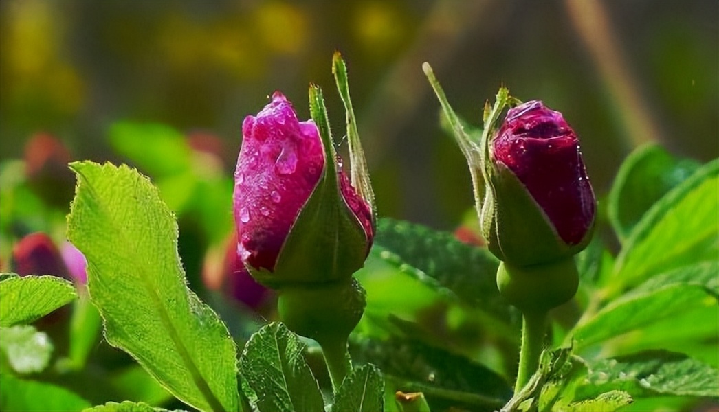 玫瑰花的诗句唯美大全,关于玫瑰的唯美诗句及解析