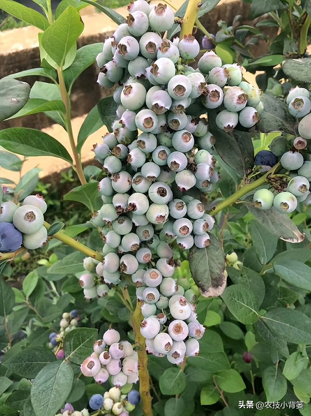 无土露天栽培蓝莓种植水肥管理,蓝莓基质栽培不需要调酸碱度