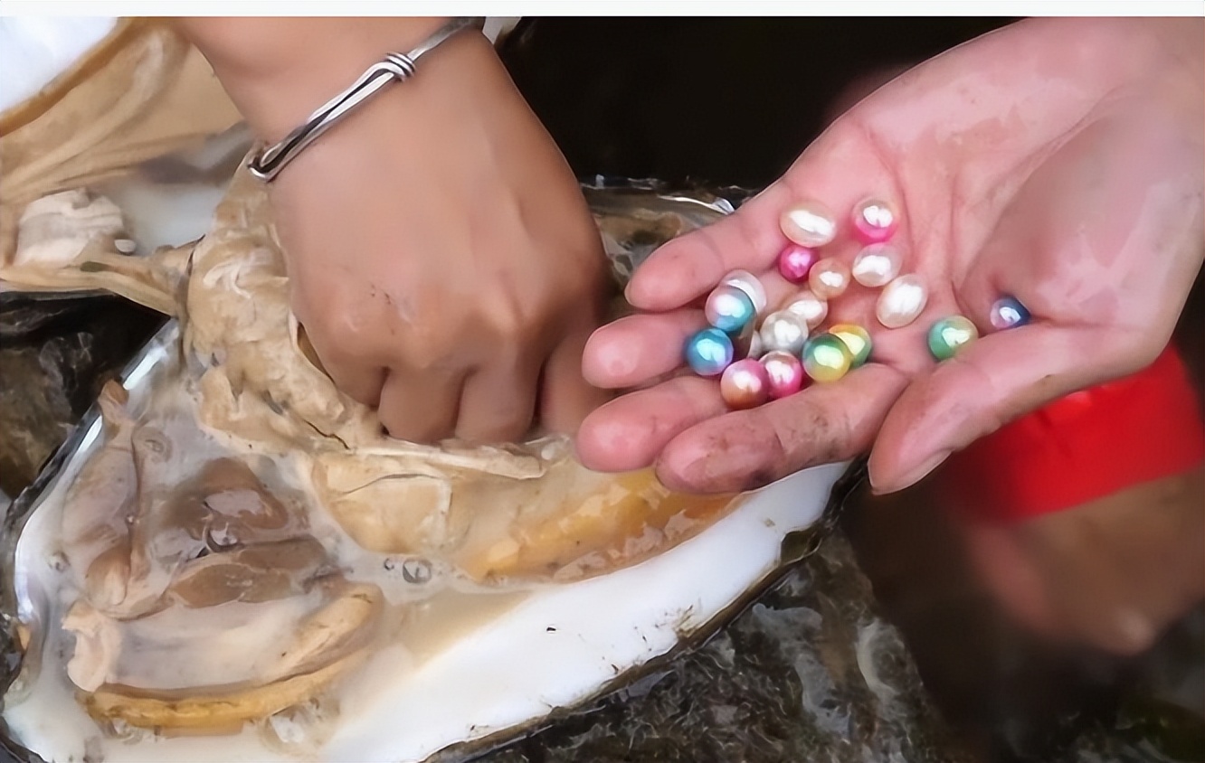 农村河蚌为何很少有人吃,农村田里河蚌少了