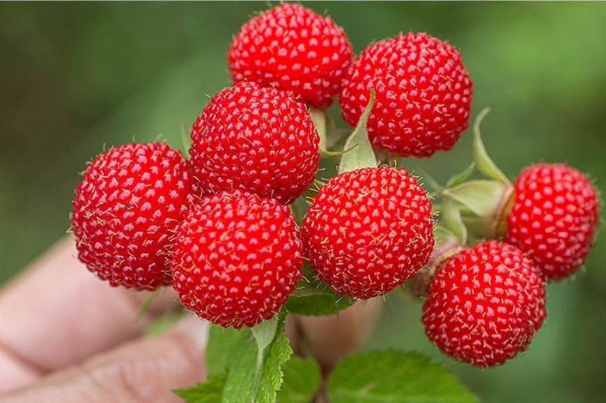 5月应季的水果有哪些,常见五月应季水果有哪些