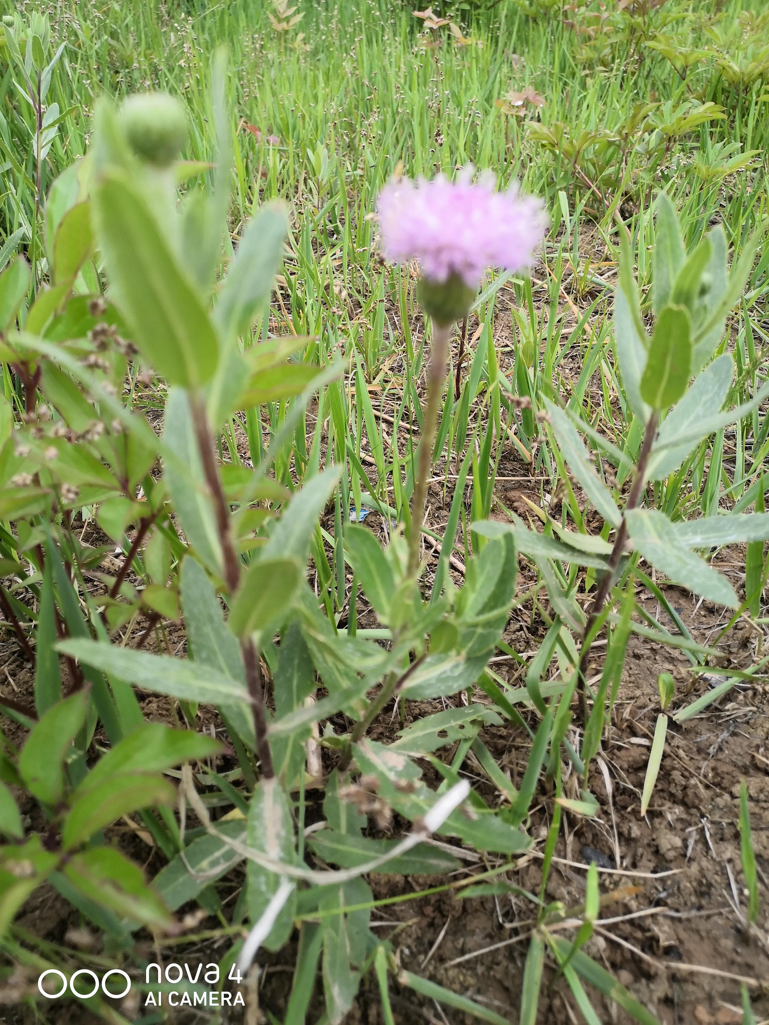 万能写作模板微头条,微头条写作套用公式
