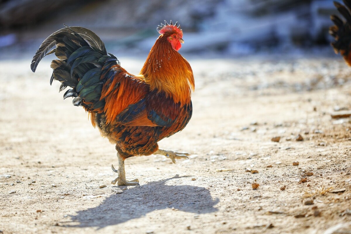 农村家畜三霸：大白鹅、大公鸡、土狗，谁才是真正的村中恶霸？