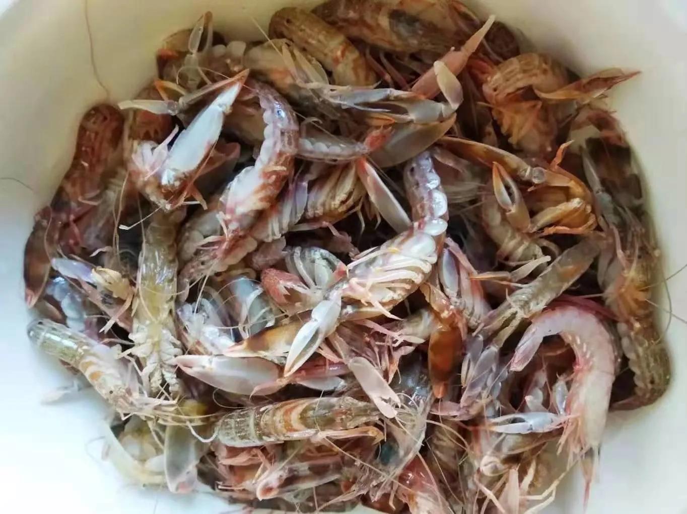 海虾哪个品种经济实惠,海虾的价格什么时候最便宜