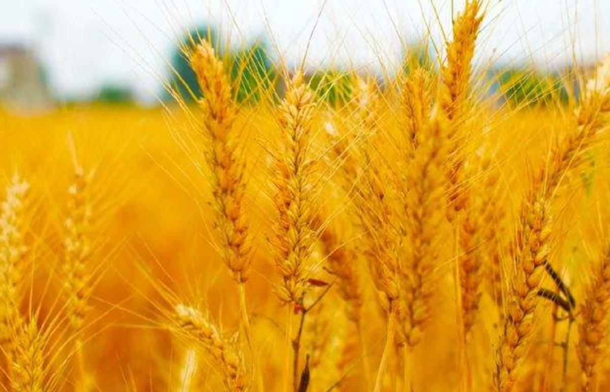 中国2022进口俄罗斯小麦多少钱,我国小麦产量