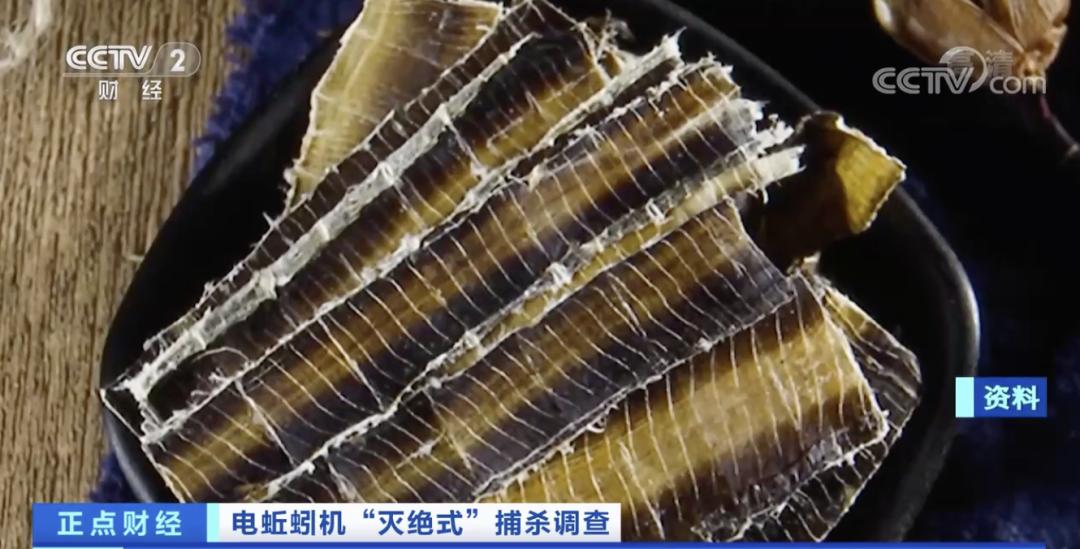 电蚯蚓为什么犯法,电蚯蚓月入过万