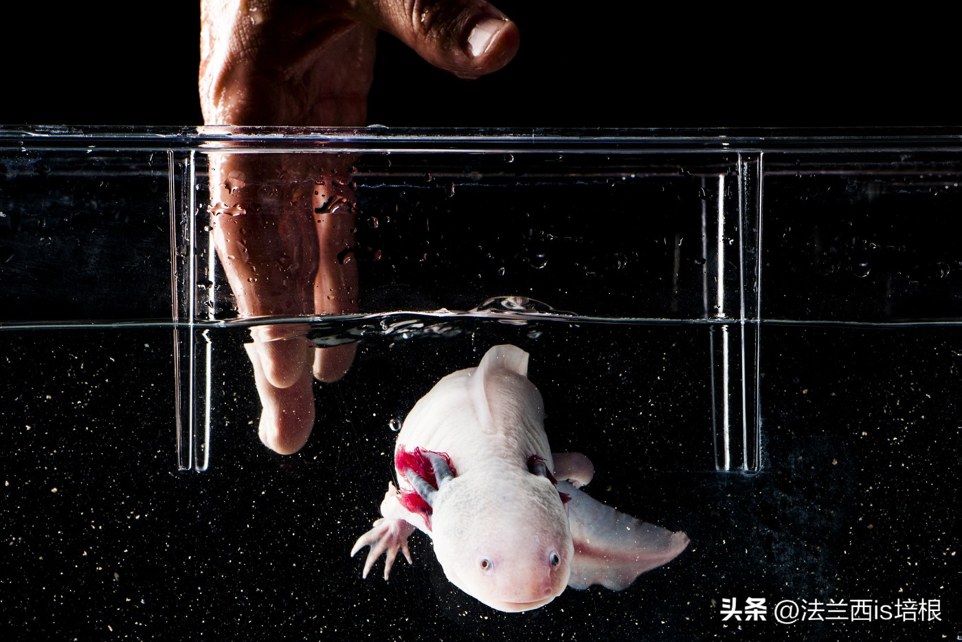 广州海关截获“六角恐龙”，花鸟市场50元6条，难道是濒危物种？