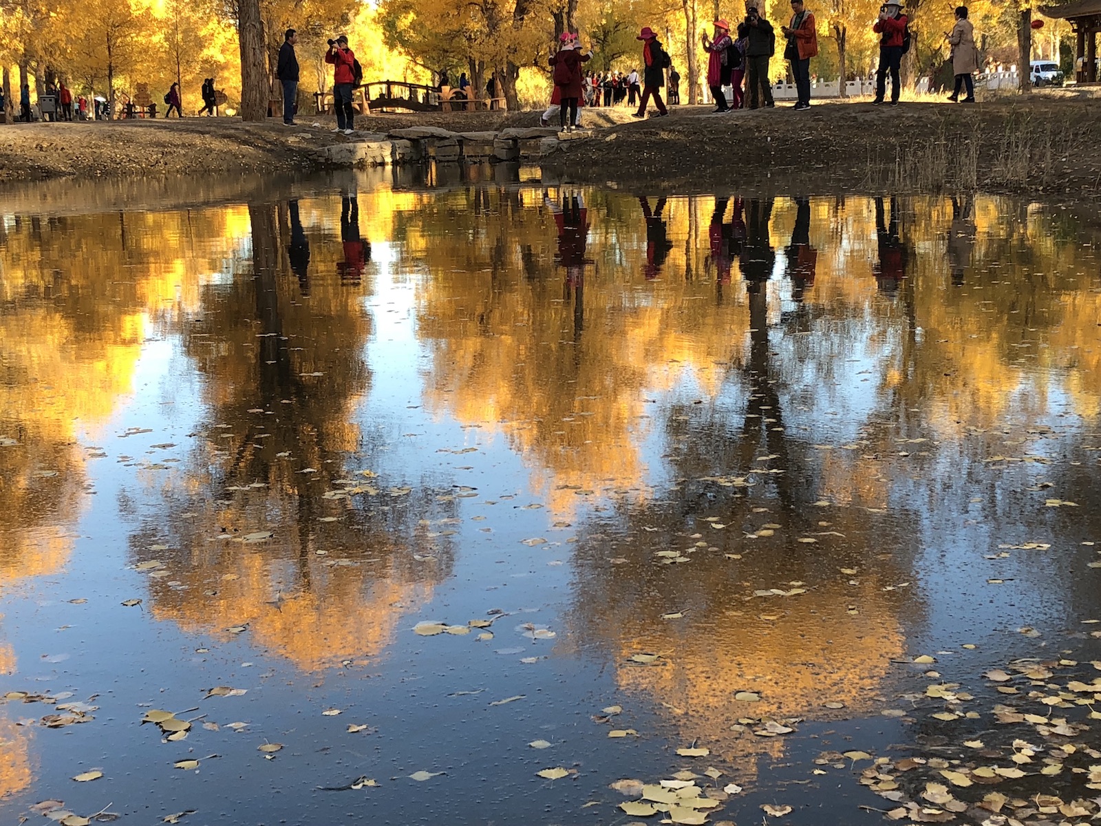 北京自驾额济纳胡杨林十天攻略,从北京到额济纳胡杨林线路
