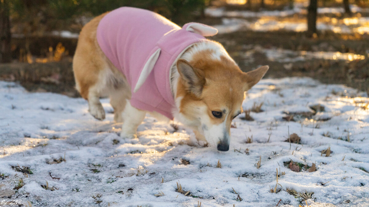 柯基几个月后不会咬主人的脚和手,柯基咬脚后跟矫正方法