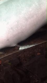 动物交，配时间表，最短0.3秒，最长的竟然是……