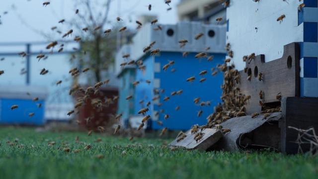 中国最大蜜蜂蜂巢,蜜蜂最高能飞几楼