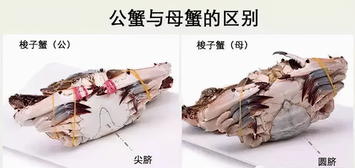 买海鲜应该怎么去买,如何挑选海鲜才是正确的