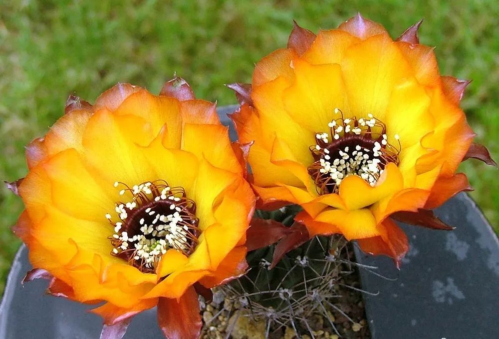 200种·仙人球开花图鉴，大开眼界，美到爆