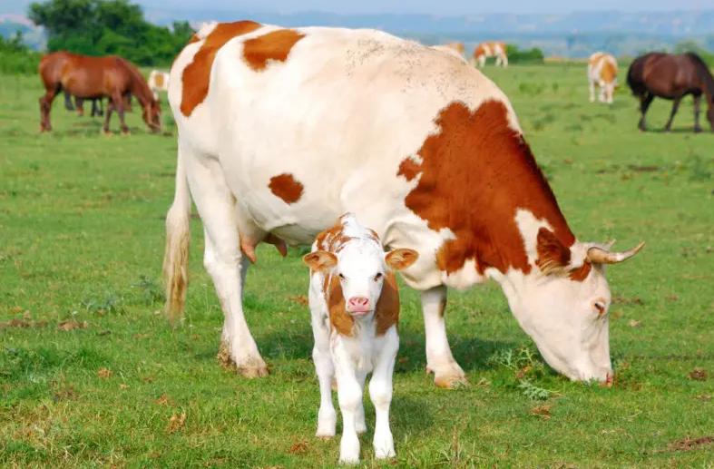 母牛产前奶水不足治疗方法,母牛产后奶水不足中药处方