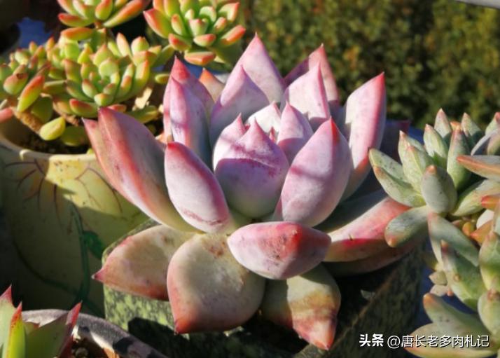 多肉野卡介绍,多肉野卡品种大全