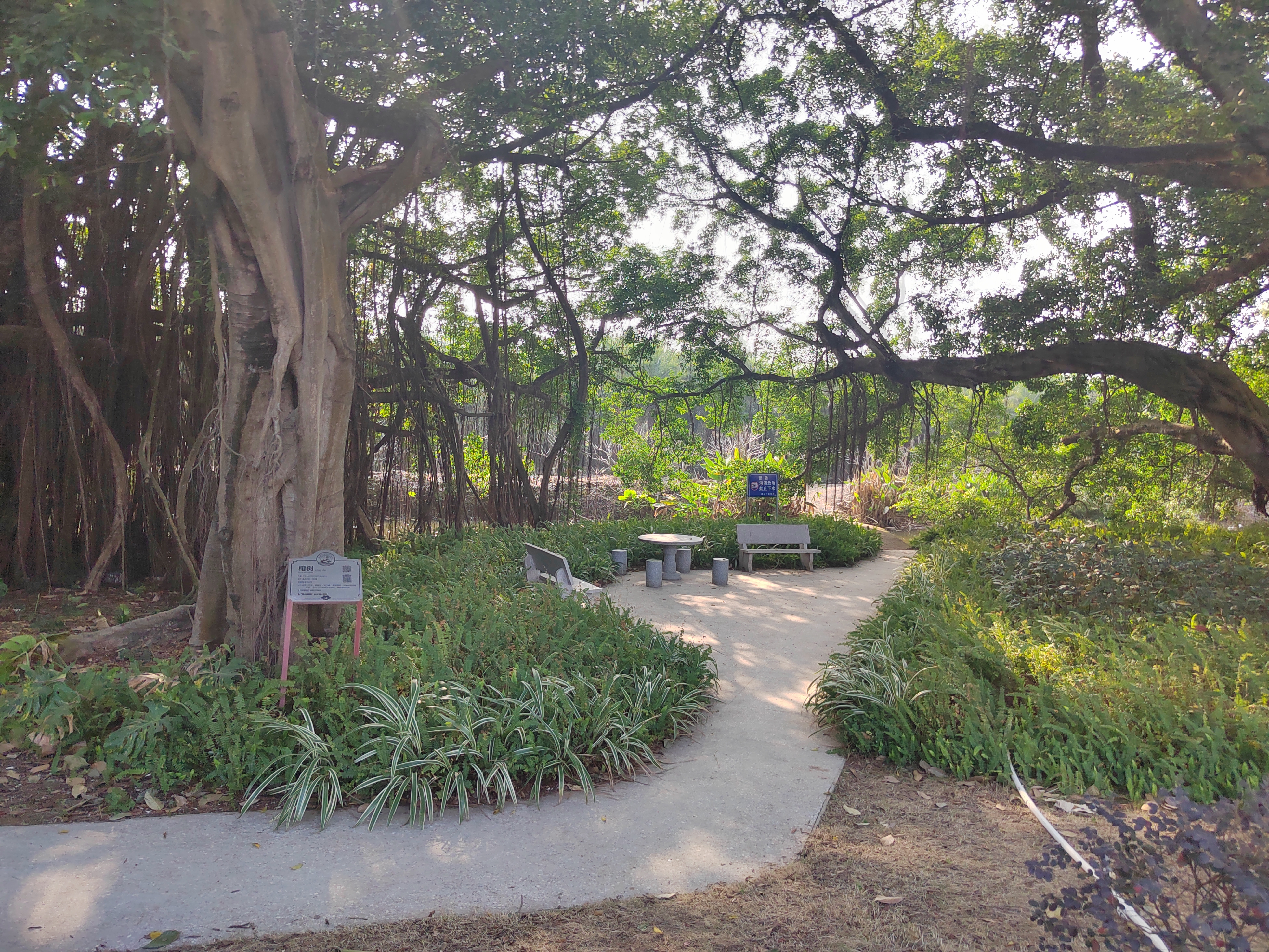 江门新会旅游景点小鸟的天堂,新会小鸟天堂历史记录