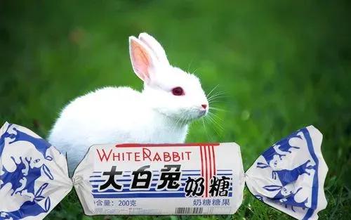 兔年跟风养个兔,兔年该不该养兔子