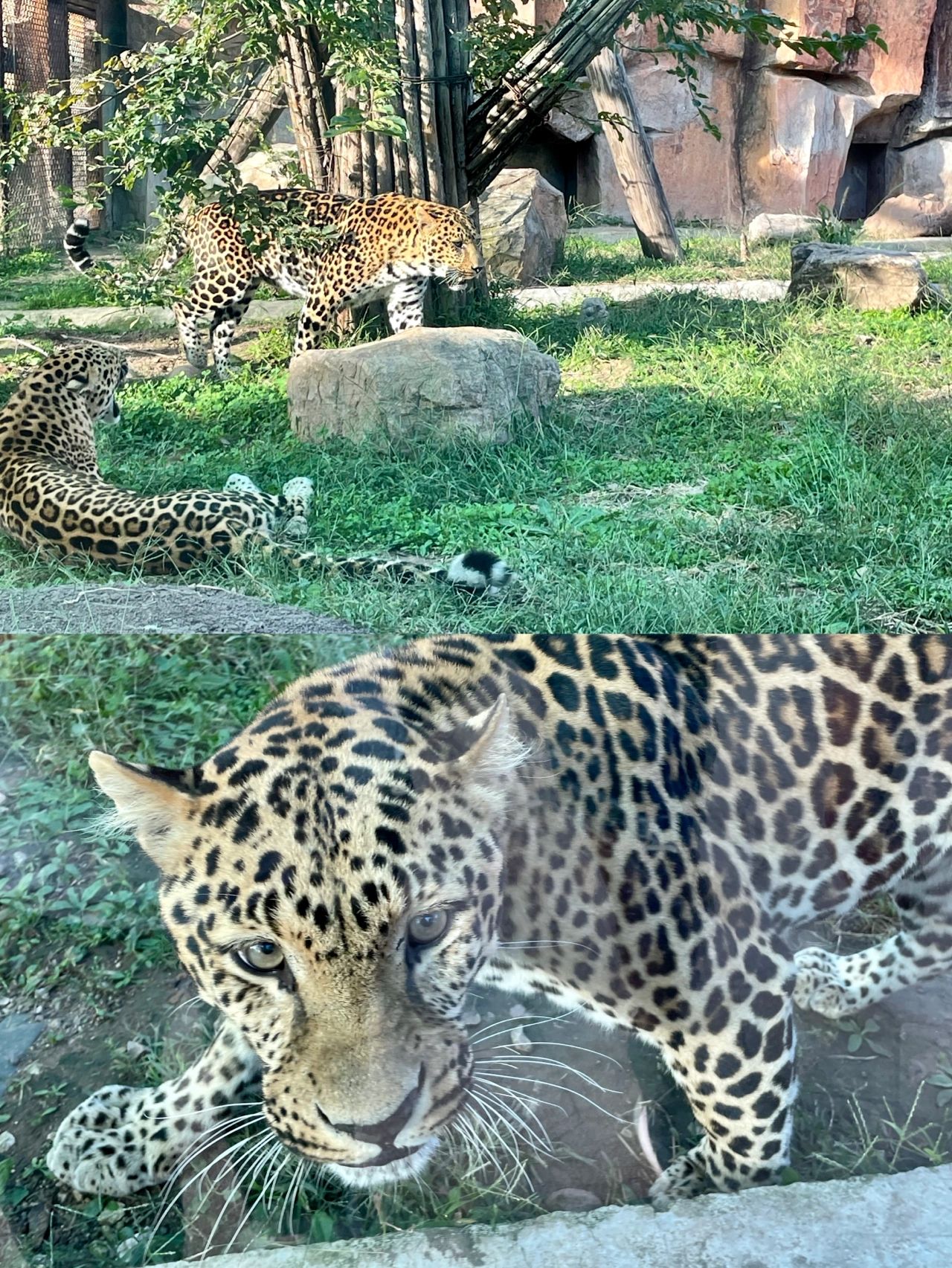 沈阳森林动物园熊猫,沈阳森林动物园蛇