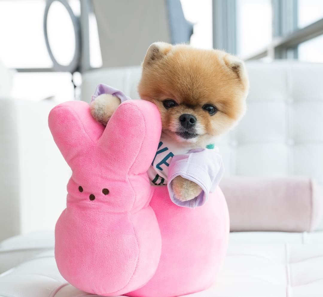 狗狗一直叼着玩具叫,狗狗老是叼着玩具是什么意思