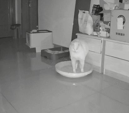 养猫省钱妙招排毛球,养猫不掉毛妙招有哪些方法