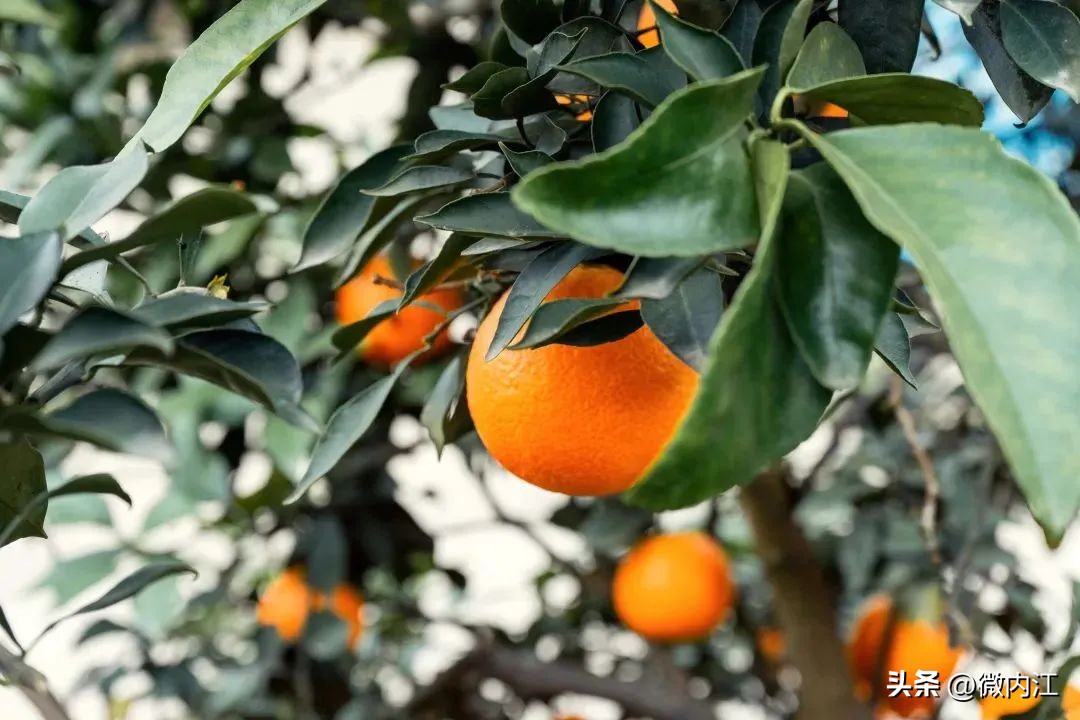 内江周边泡温泉的地方,内江好玩的地方森林公园