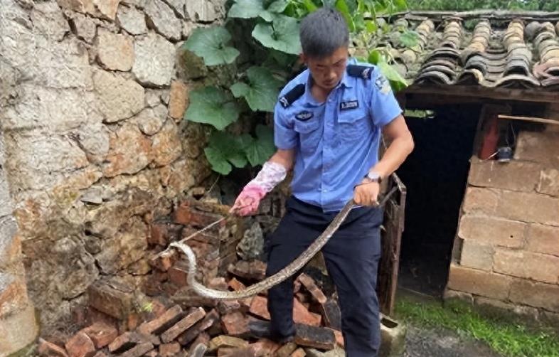 “蛇灭门”到底有多神奇？揭秘老人口中的杀蛇神器！