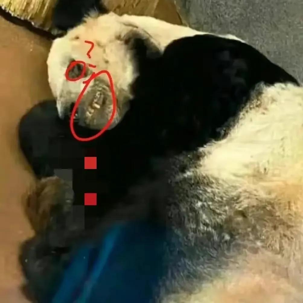 熊猫界几大家族,熊猫的种类有多少种