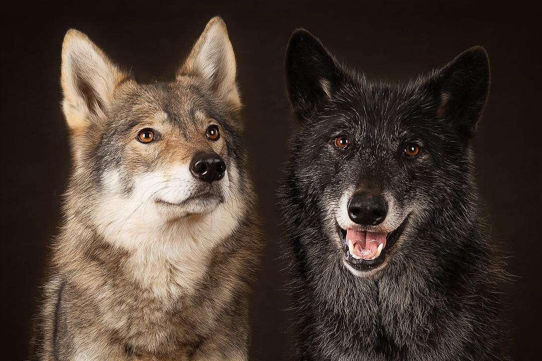 最新狗狗禁养名单,狗狗禁养名单