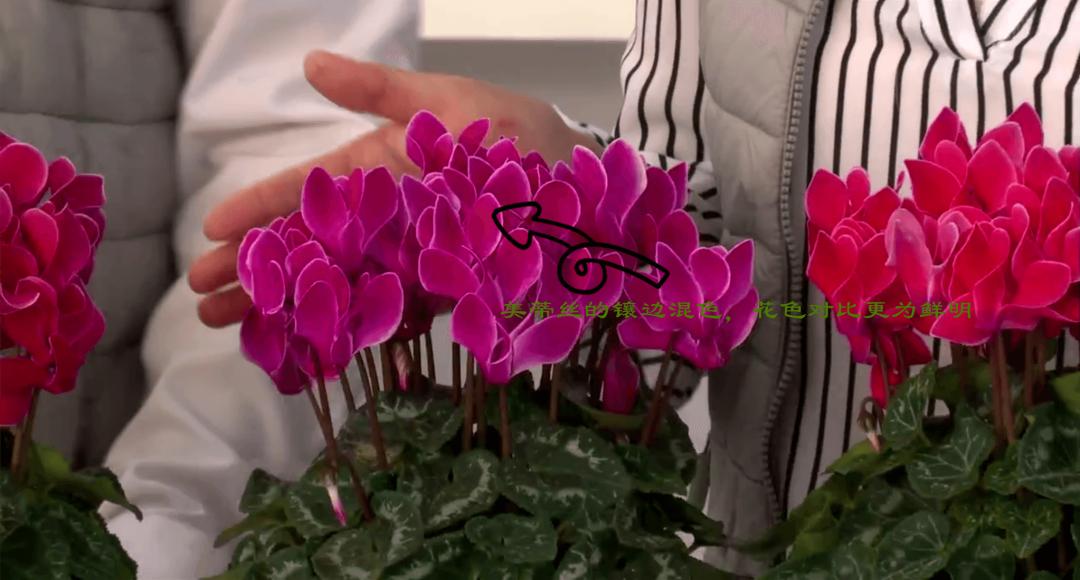 娉曞浗鑾幈灏斾粰瀹㈡潵鍝佺,鑾幈灏斾粰瀹㈡潵