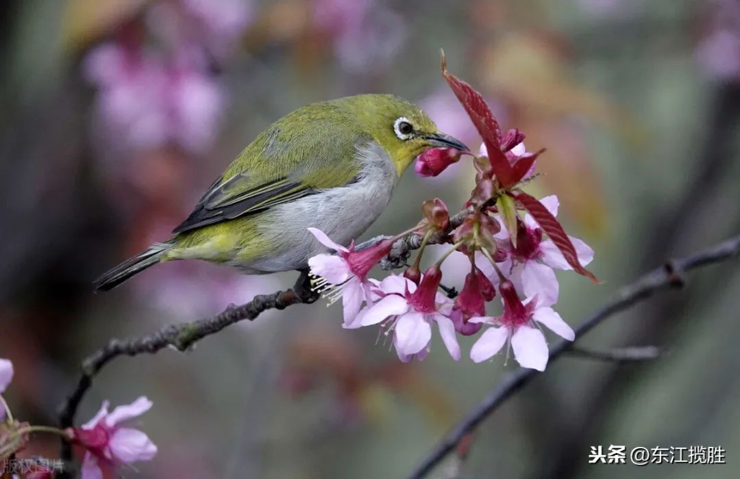 所有鸟图片大全大图,50张最佳鸟类摄影作品
