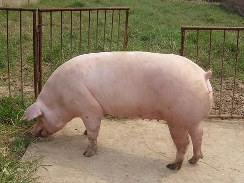 头胎母猪不给母猪喂催奶料可以吗,母猪产后奶水不足土方法催奶