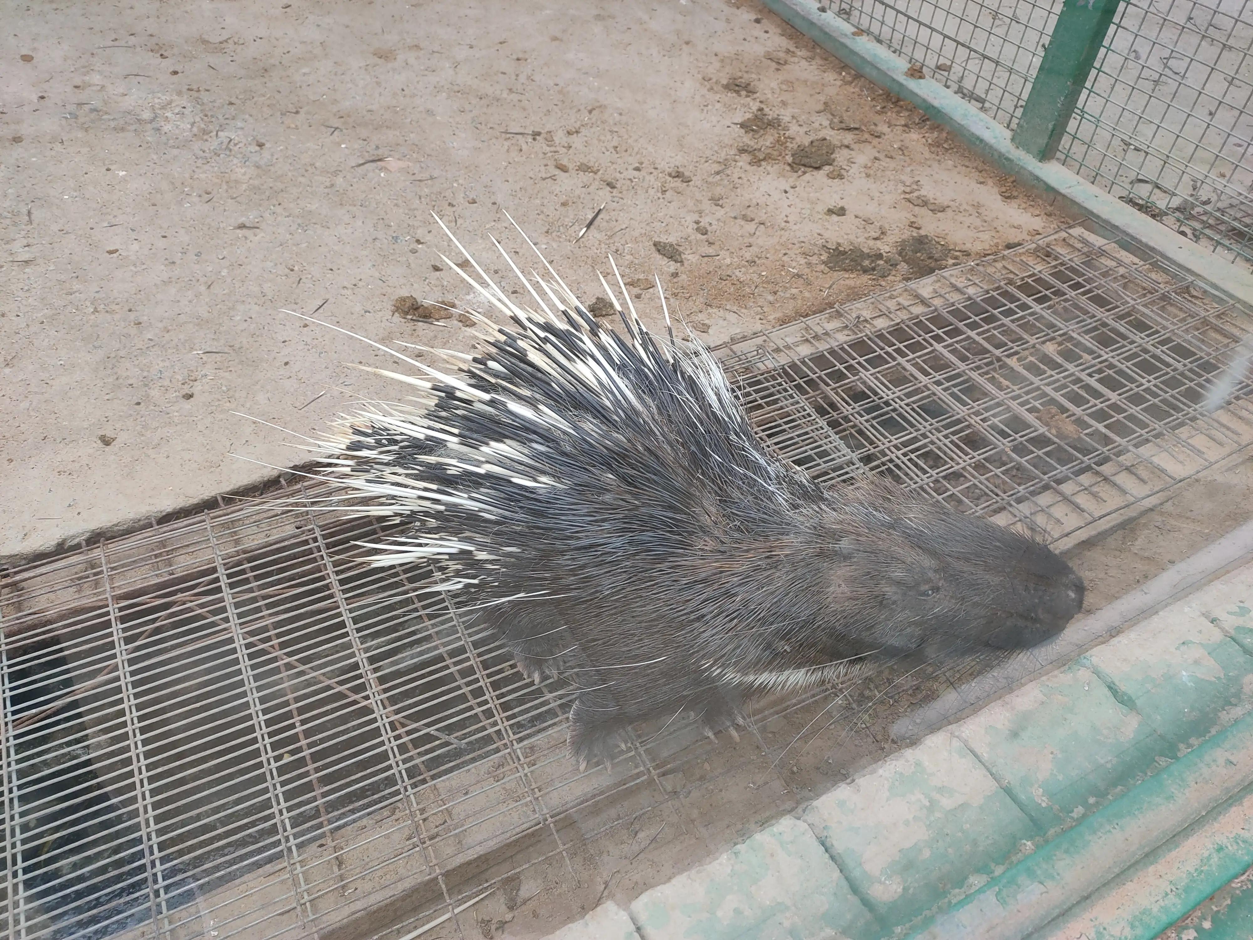 游动物园作文450字,游动物园有感作文